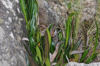 Elaphoglossum gayanum, photographed by aacocucci