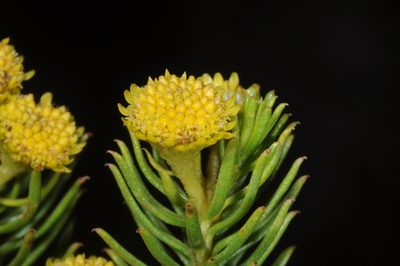Baccharis aliena, photographed by aacocucci