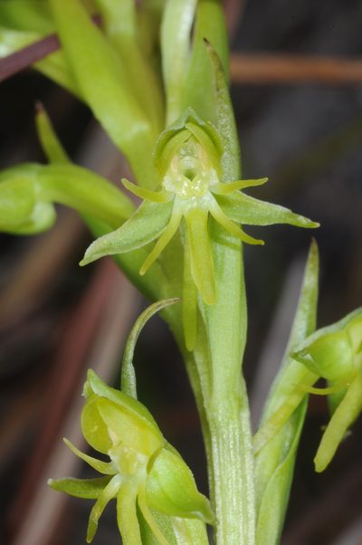 Habenaria bractescens, photographed by aacocucci