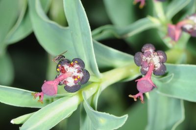 Euphorbia portulacoides, photographed by aacocucci