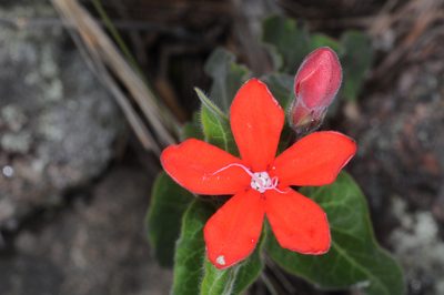 Oxypetalum coccineum, photographed by aacocucci