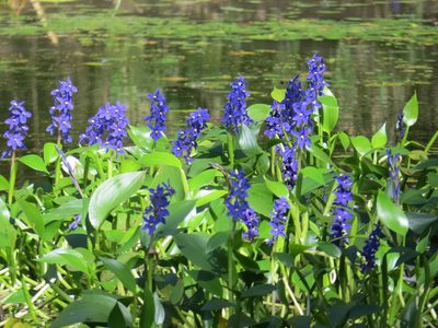 Pontederia australasica, photographed by coenobita