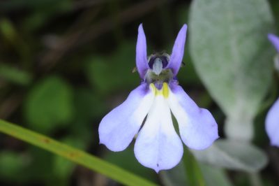 Lobelia nana, photographed by aacocucci