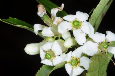 Escallonia cordobensis, photographed by aacocucci