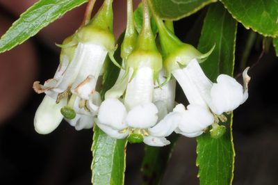 Escallonia cordobensis, photographed by aacocucci