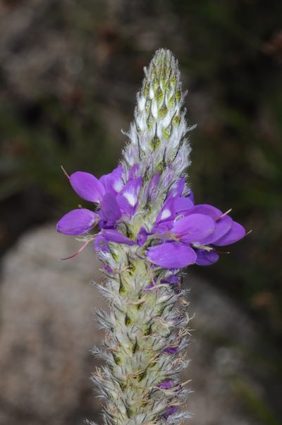 Dalea elegans, photographed by aacocucci