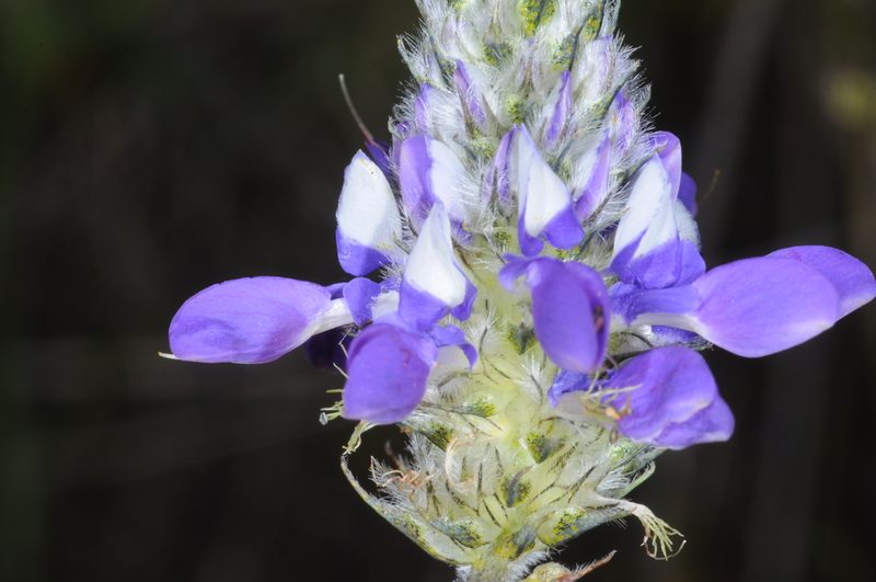 Dalea elegans, photographed by aacocucci