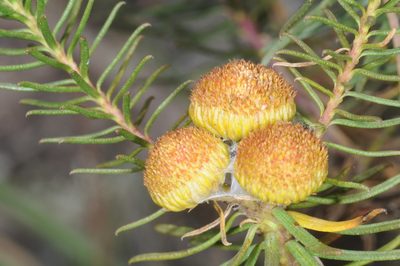 Baccharis aliena, photographed by aacocucci