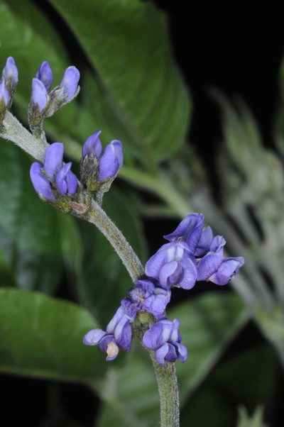 Grimolobium higuerilla, photographed by aacocucci