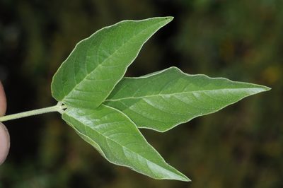 Grimolobium higuerilla, photographed by aacocucci