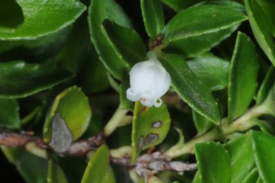 Gaultheria poeppigii, photographed by aacocucci