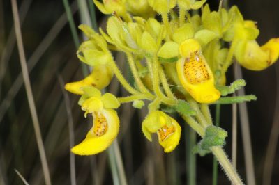 Calceolaria teucrioides, photographed by aacocucci