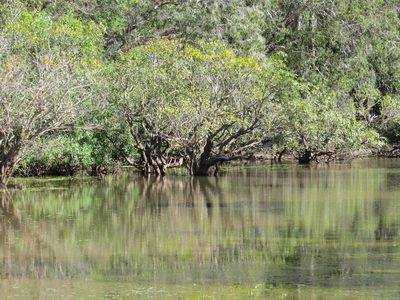 Barringtonia acutangula, photographed by coenobita
