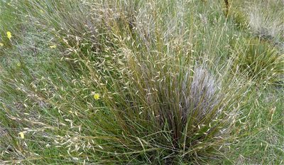Chionochloa macra, photographed by Colin Meurk