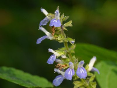 Salvia xalapensis, photographed by Oscar Marín