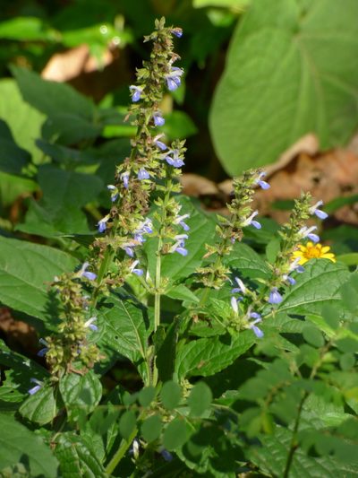 Salvia xalapensis, photographed by Oscar Marín