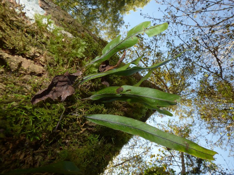 Pleopeltis crassinervata, photographed by Oscar Marín