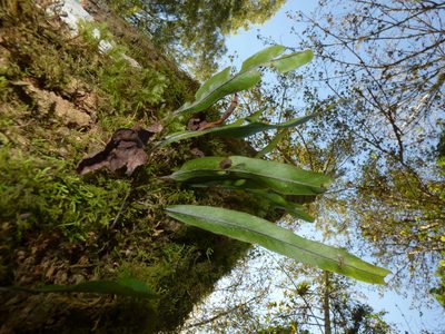 Pleopeltis crassinervata, photographed by Oscar Marín