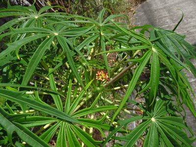 Jatropha multifida, photographed by Annika Lindqvist