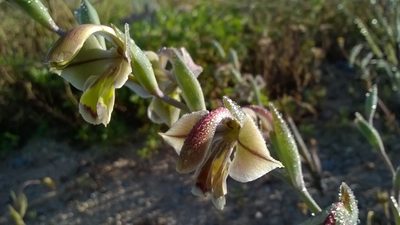 Gladiolus orchidiflorus, photographed by Seth Musker