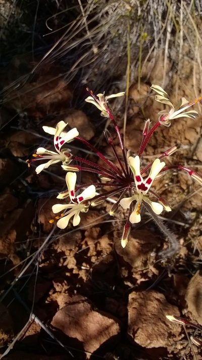 Pelargonium moniliforme, photographed by Seth Musker