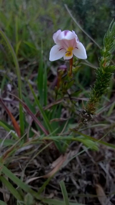 Freesia sparrmanii, photographed by Seth Musker