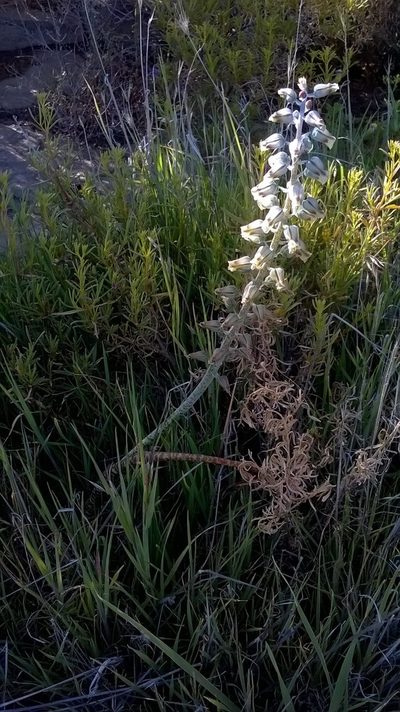Lachenalia bolusii, photographed by Seth Musker