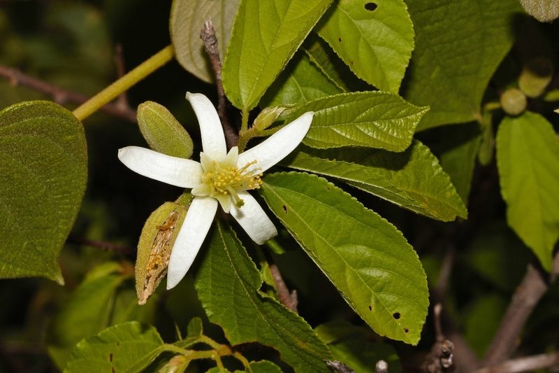 Grewia stolzii, photographed by i_c_riddell