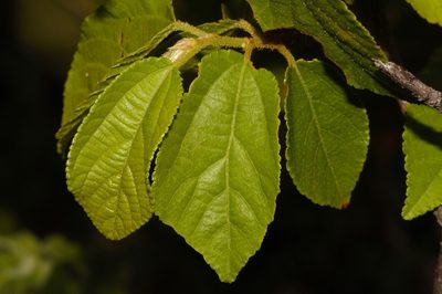 Grewia stolzii, photographed by i_c_riddell