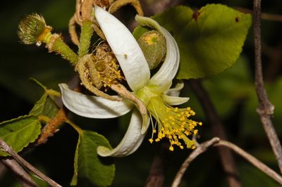 Grewia stolzii, photographed by i_c_riddell