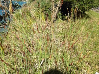 Machaerina juncea, photographed by nick_goldwater
