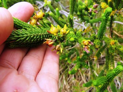 Erica brachialis, photographed by linkie