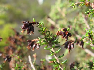 Erica interrupta, photographed by Michael D. Pirie