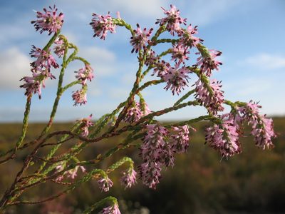 Erica innovans, photographed by Michael D. Pirie