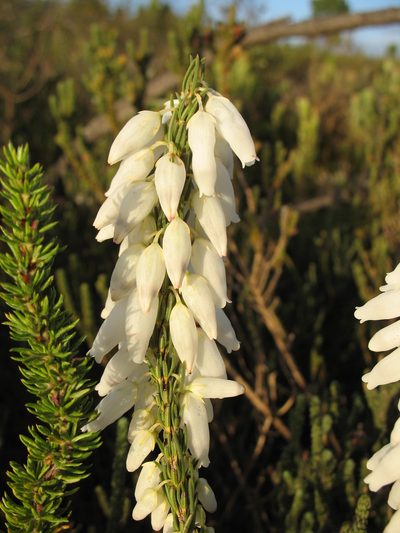 Erica penduliflora, photographed by Michael D. Pirie