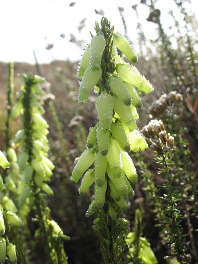 Erica penduliflora, photographed by Michael D. Pirie