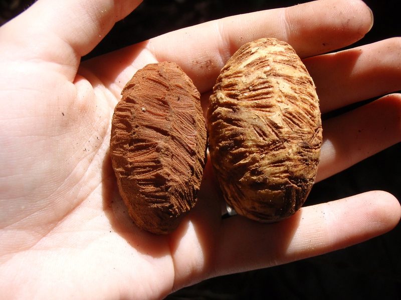 Brochoneura usambarensis, photographed by Carrie Seltzer