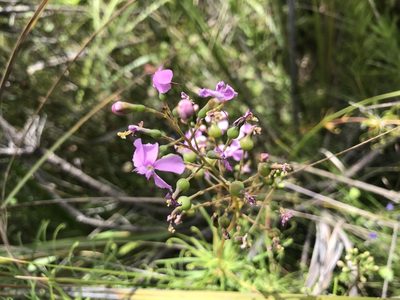 Stylidium nymphaeum, photographed by Cal Wood
