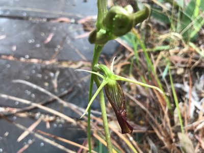 Cryptostylis ovata, photographed by Cal Wood