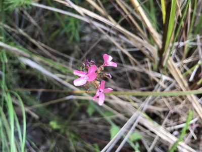 Stylidium squamosotuberosum, photographed by Cal Wood