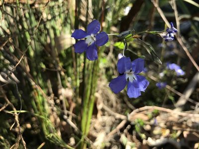 Goodenia eatoniana, photographed by Cal Wood