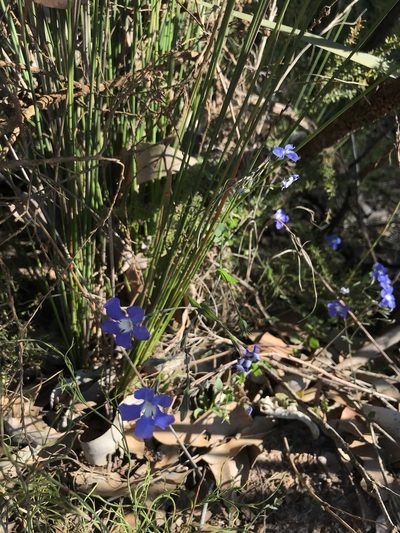Goodenia eatoniana, photographed by Cal Wood