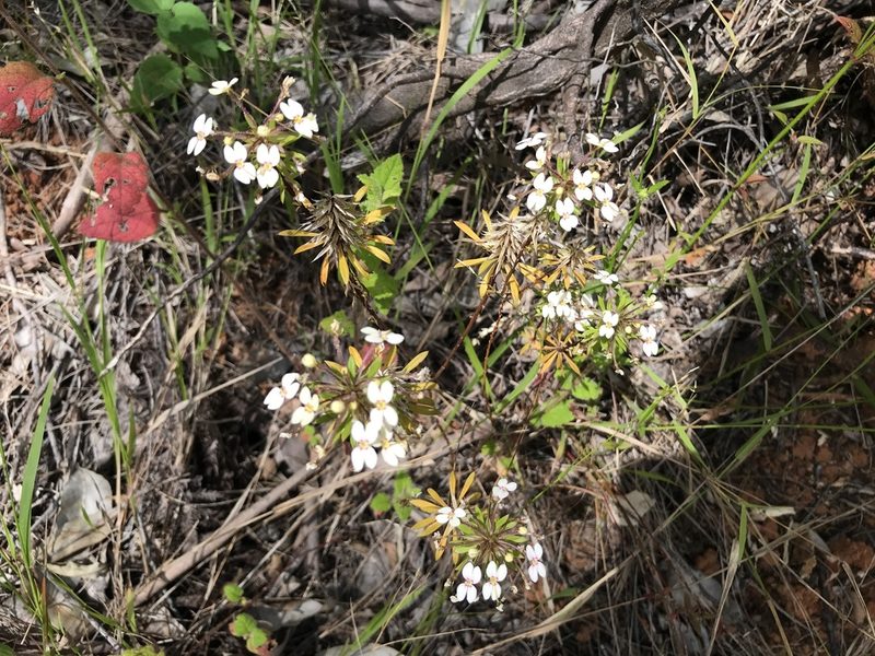 Stylidium rhynchocarpum, photographed by Cal Wood