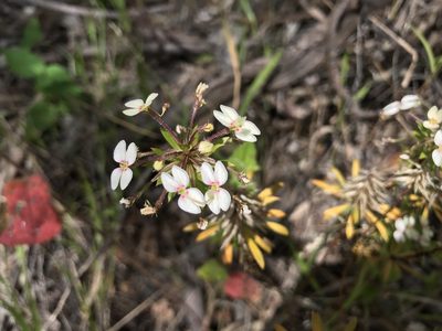 Stylidium rhynchocarpum, photographed by Cal Wood