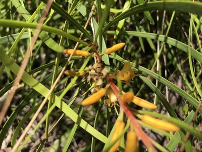 Persoonia longifolia, photographed by Cal Wood