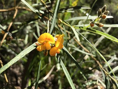 Callistachys lanceolata, photographed by Cal Wood
