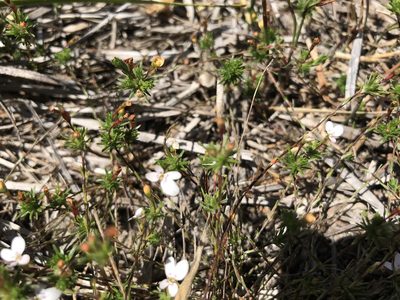 Stylidium repens, photographed by Cal Wood