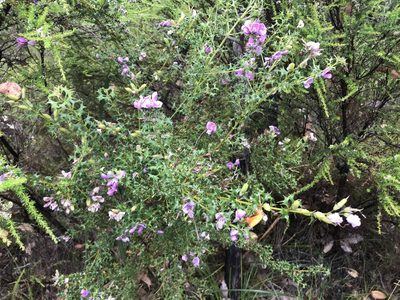 Mirbelia dilatata, photographed by Cal Wood