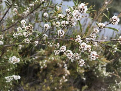 Taxandria linearifolia, photographed by Cal Wood