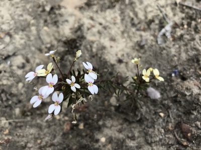 Stylidium rhynchocarpum, photographed by Cal Wood